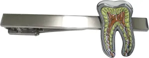Colorful Detailed Dental Anatomy Tooth Teeth Tie Clip